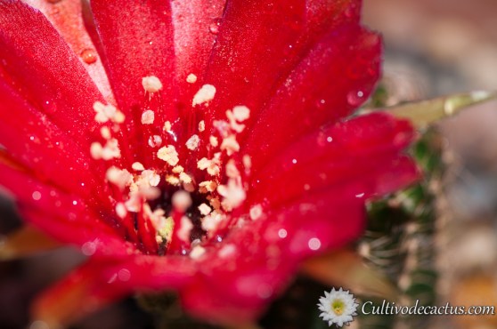 Echinopsis saltensis