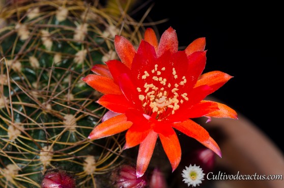 Echinopsis tiegeliana var cinnabarina