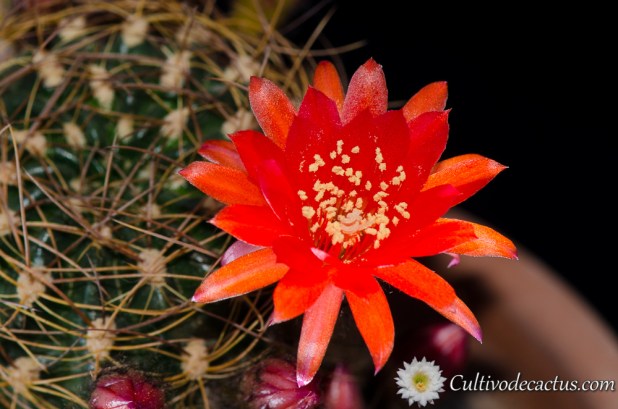 Echinopsis tiegeliana var cinnabarina
