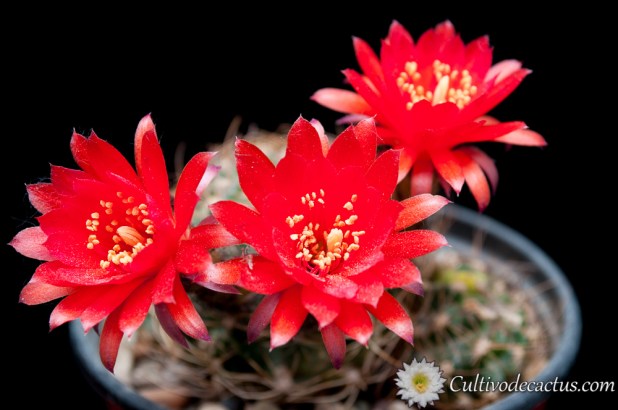 Echinopsis tiegeliana var cinnabarina