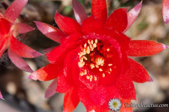Echinopsis tiegeliana var cinnabarina
