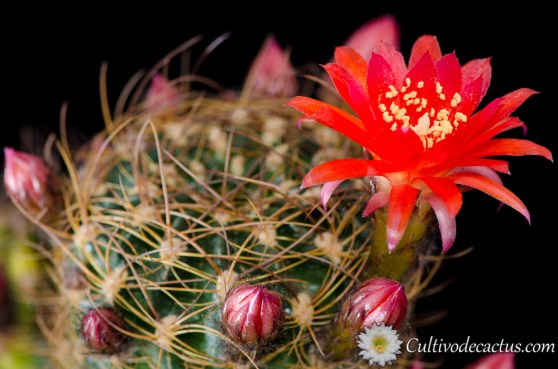 Echinopsis tiegeliana var cinnabarina