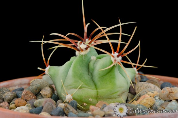 Ferocactus hystrix