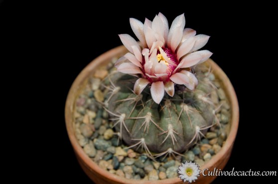 Gymnocalycium berchtii
