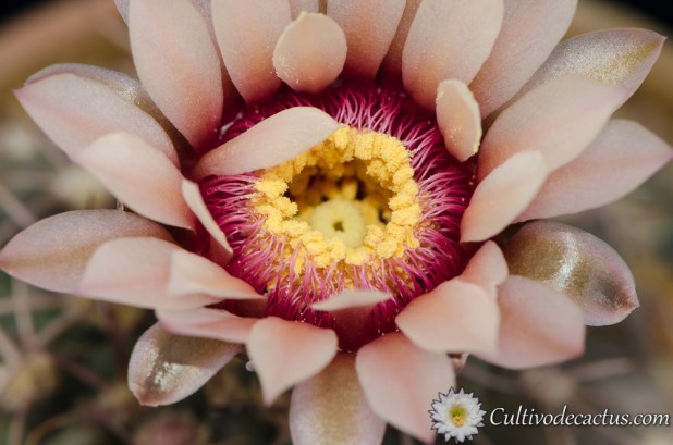 Gymnocalycium berchtii
