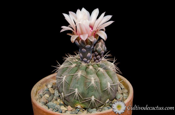 Gymnocalycium berchtii