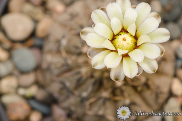 Gymnocalycium bodenbenderianum ssp. occultum