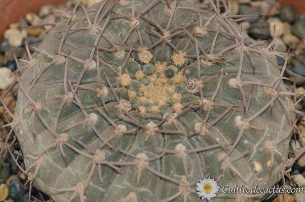 Gymnocalycium bodenbenderianum