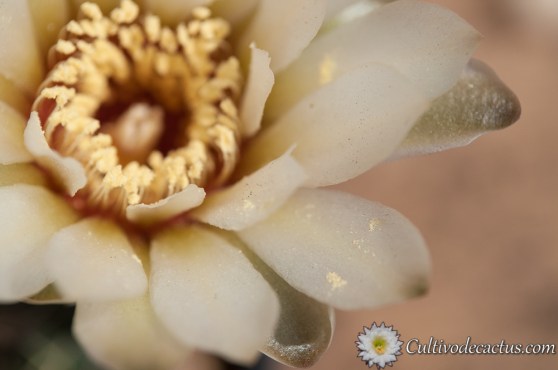 Gymnocalycium kieslingii