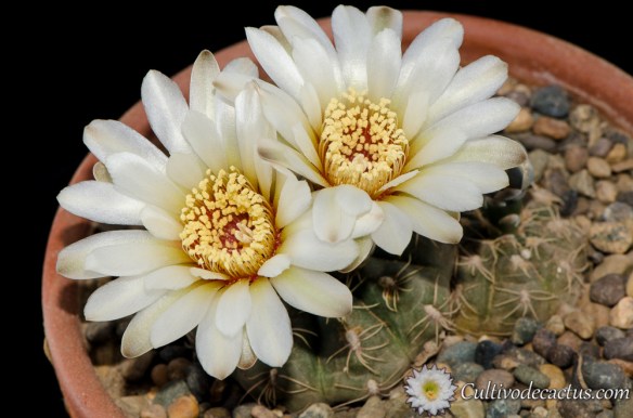 Gymnocalycium kieslingii | Cultivo de Cactus