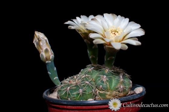 Gymnocalycium kieslingii