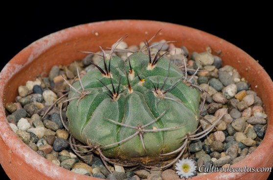 Gymnocalycium oenanthenum