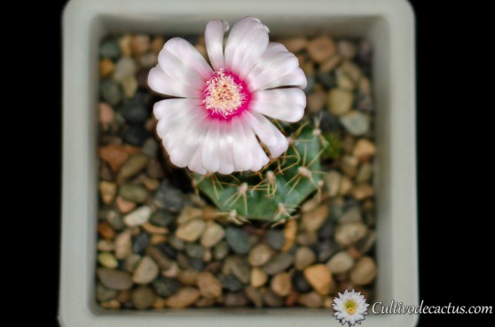 Gymnocalycium oenanthenum, 11 de Octubre de 2020