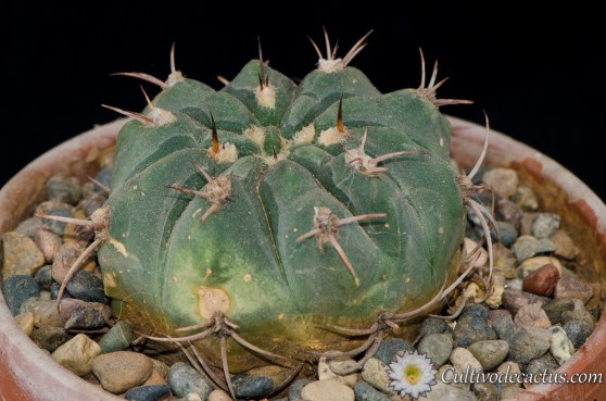 Gymnocalycium oenanthenum