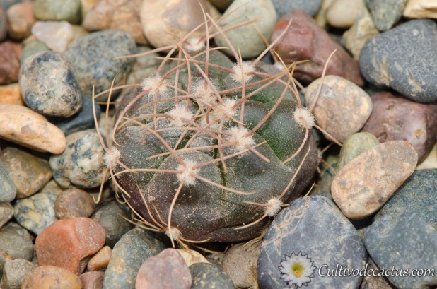 Gymnocalycium paraguayense
