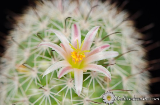 Mammillaria albicans