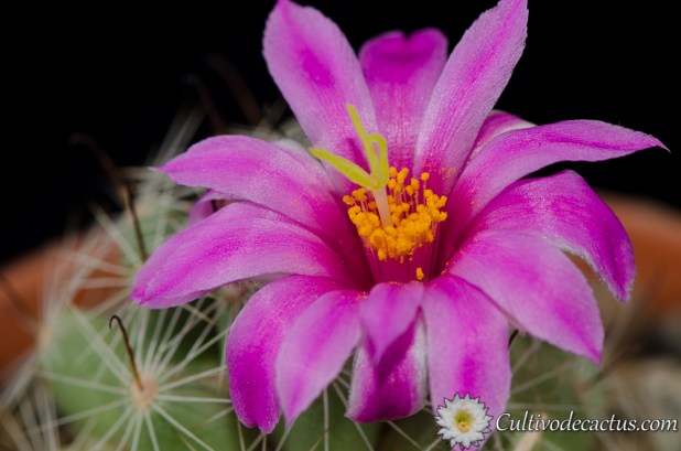 Mammillaria boolii