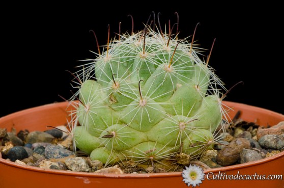 Mammillaria boolii