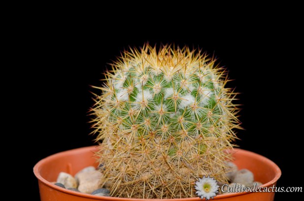 Mammillaria-columbiana-ssp-columbiana