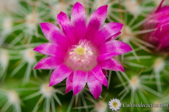 Mammillaria zeilmanniana