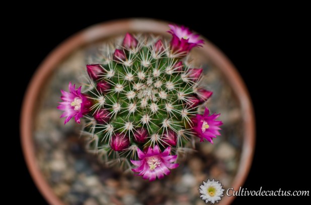 Mammillaria zeilmanniana