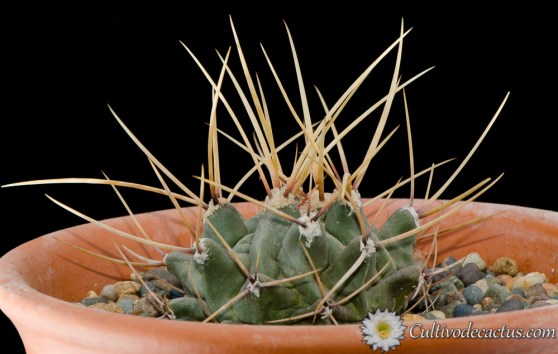 Thelocactus rinconensis
