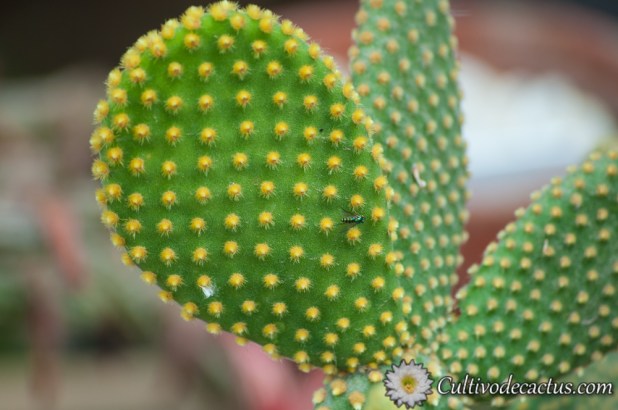 Opuntia rufida