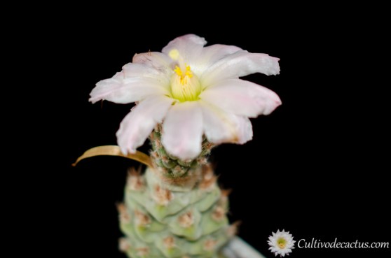 Tephrocactus articulatus var. strobiliformis