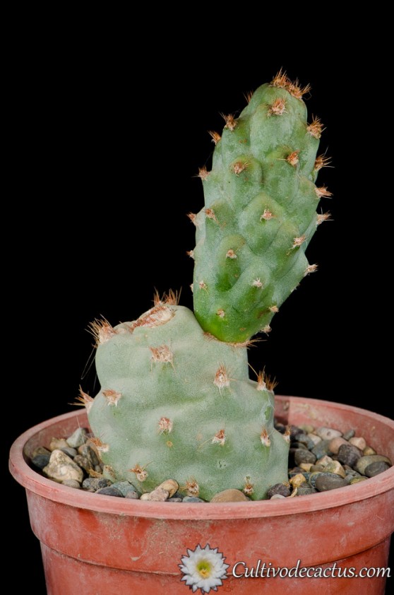 Tephrocactus articulatus var. strobiliformis