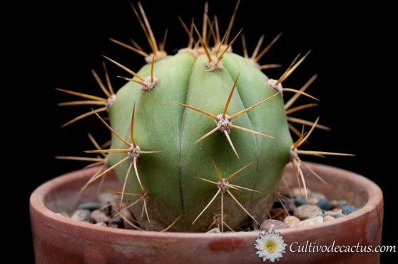 Trichocereus terscheckii
