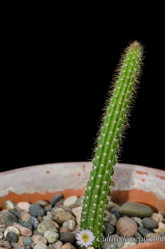 Arrojadoa penicillata