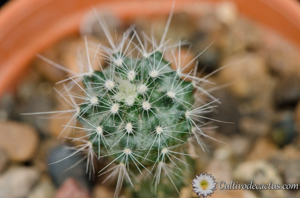 Echinocereus pulchellus var. sharpii