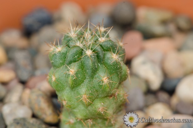 Echinopsis obrepanda
