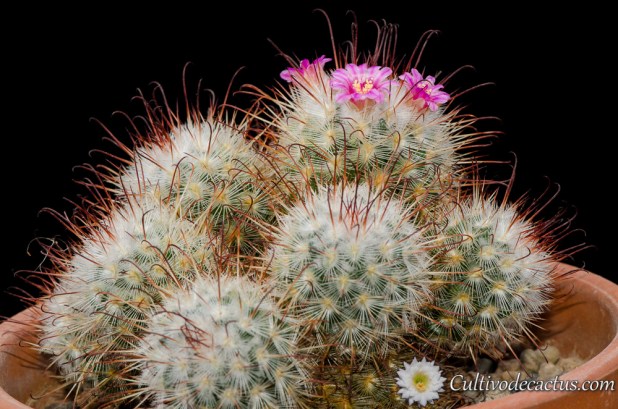 Mammillaria bombycina, 13 de septiembre de 2014