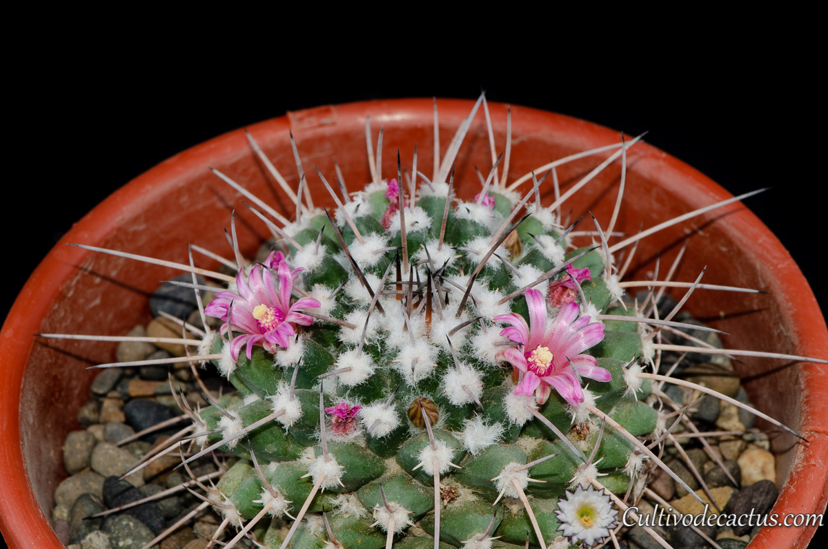 Mammillaria magnimamma, 28 de Septiembre de 2020, especimen a
