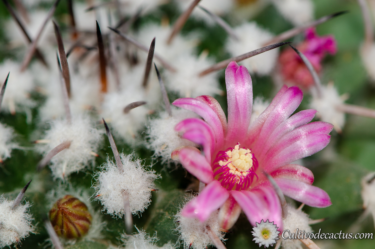 Mammillaria magnimamma, 28 de Septiembre de 2020, especimen a