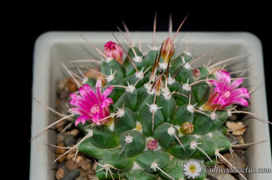 Mammillaria magnimamma, 28 de Septiembre de 2020, especimen b