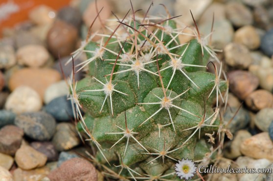 Mammillaria magnimamma