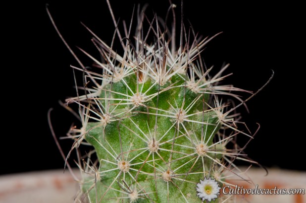 Mammillaria tetrancistra