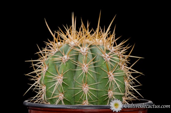 Trichocereus pasacana