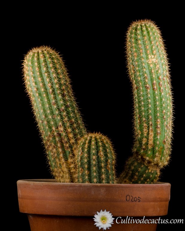 Trichocereus schickendantzii