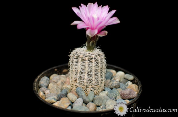Gymnocalycium bruchii var. niveum