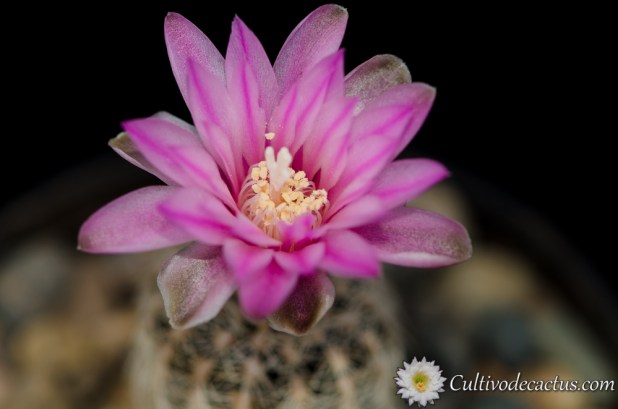 Gymnocalycium bruchii var. niveum