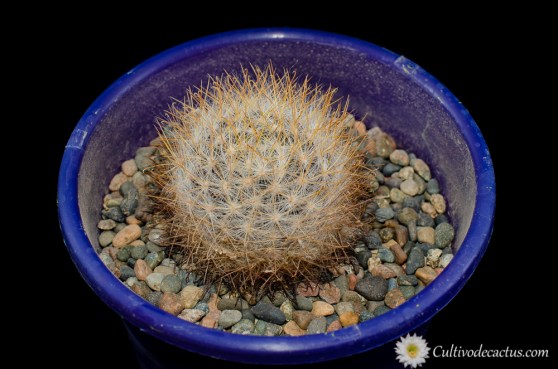 Mammillaria guelzowiana b