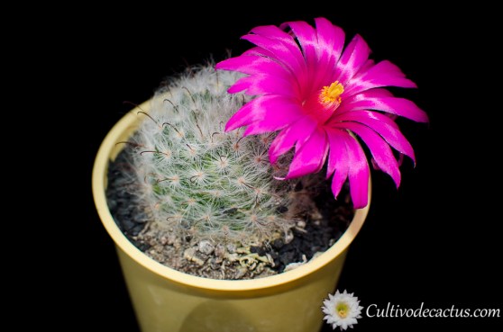 Mammillaria guelzowiana