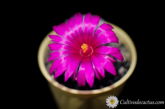 Mammillaria guelzowiana