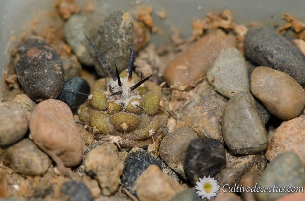 Copiapoa cinerea