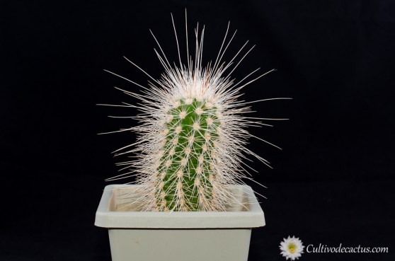 Echinocereus longisetus