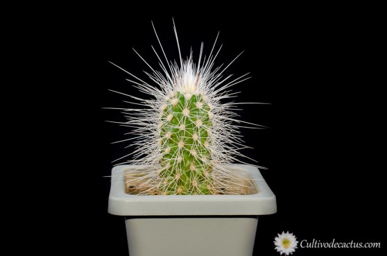 Echinocereus longisetus