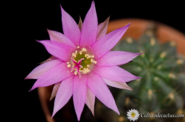 Lobivia backebergii ssp wrightiana